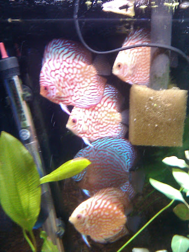 Pet Supply Store «Pets Plus», reviews and photos, 123 Nashua Rd #7, Londonderry, NH 03053, USA