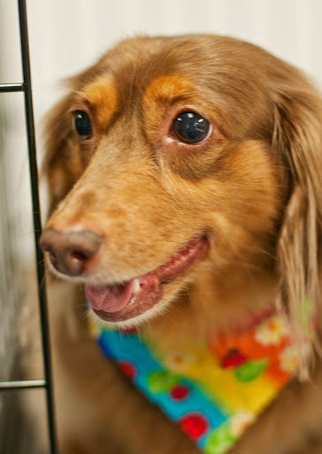 Pet Groomer «The Pet Bow-Tique», reviews and photos, 47 S Central Ave, Oviedo, FL 32765, USA