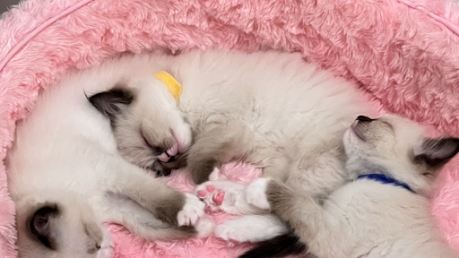 Ragdoll Kittens by Kelly