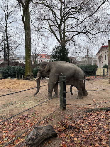 ZOO Antwerpen - Museum