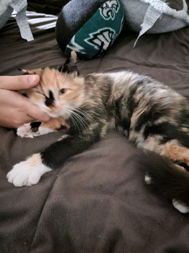 Pet Store «Pets Plus - Lansdale», reviews and photos, 555 S Broad St, Lansdale, PA 19446, USA