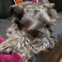 A Case For Tails Pet Sitting - Photo 8 - Car repair in , Tampa