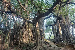 Banyan tree image