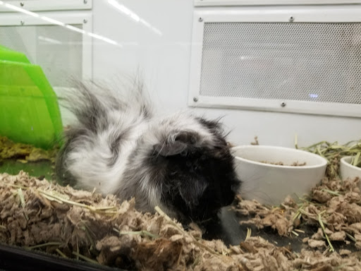 Pet Supply Store «Petco Animal Supplies», reviews and photos, 444 N Santa Cruz Ave, Los Gatos, CA 95030, USA