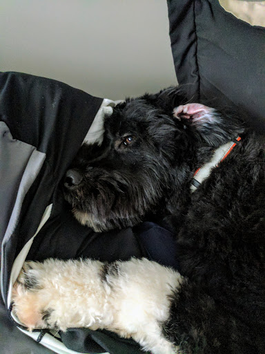 Pet Supply Store «Pet Supplies Plus», reviews and photos, 375 Paterson Ave #105, Wallington, NJ 07057, USA