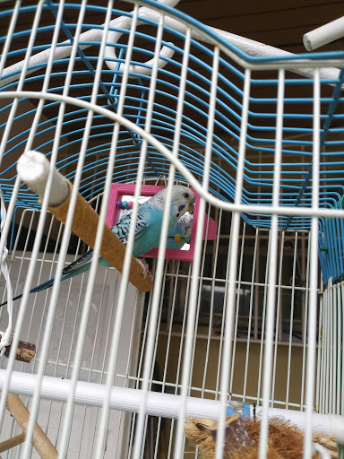 Pet Store «El Palomar Pet Shop Inc», reviews and photos, 4712 W Flagler St, Coral Gables, FL 33134, USA