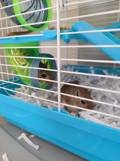 Pet Supply Store «PetSmart», reviews and photos, 1846 Wentzville Pkwy, Wentzville, MO 63385, USA