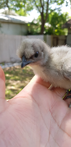 Animal Feed Store «Locke Hill Feed, Pet, & Lawn Supply», reviews and photos, 4927 Golden Quail #105, San Antonio, TX 78240, USA