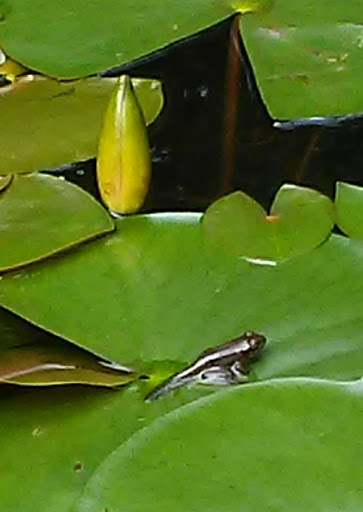 Nature Preserve «Rancocas Nature Center», reviews and photos, 794 Rancocas Mt Holly Rd, Westampton, NJ 08060, USA