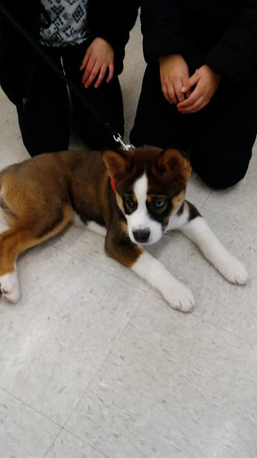 Pet Supply Store «Petco Animal Supplies», reviews and photos, 391 W Irving Park Rd, Wood Dale, IL 60191, USA