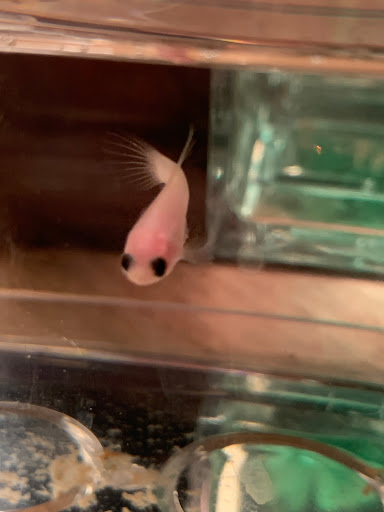 Pet Store «Fins And Feathers», reviews and photos, 222 Willow Ave, Honesdale, PA 18431, USA