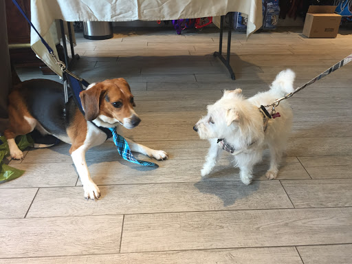 Pet Supply Store «Petport Pet Supply and Grooming Salon», reviews and photos, 40 Main St, Northport, NY 11768, USA