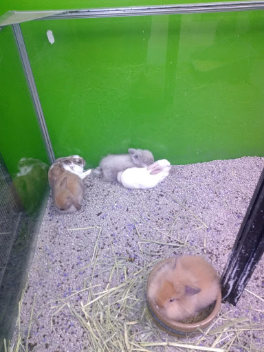 Pet Store «Coral Reef Pet Center», reviews and photos, 7723 W Lawrence Ave, Norridge, IL 60706, USA