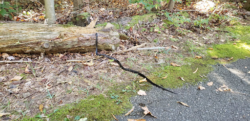 Park «Maryland City Park», reviews and photos, 565 Brock Bridge Rd, Laurel, MD 20724, USA