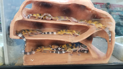 Pet Supply Store «Petco Animal Supplies», reviews and photos, 1333 Centennial Ave, Piscataway Township, NJ 08854, USA