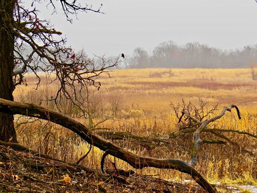 Nature Preserve «Bluff Spring Fen», reviews and photos, Spring Grove Ave, Elgin, IL 60120, USA