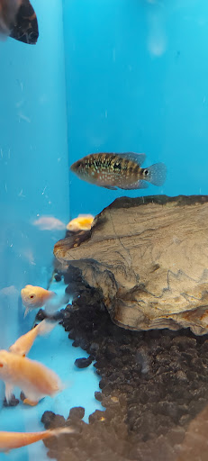 Pet Supply Store «PetSmart», reviews and photos, 162 S Gary Ave, Bloomingdale, IL 60108, USA