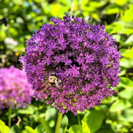 Museum «Ashland - The Henry Clay Estate», reviews and photos, 120 Sycamore Rd, Lexington, KY 40502, USA