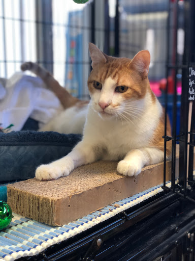 Pet Store «Pet Valu», reviews and photos, 2290 Central Park Ave, Yonkers, NY 10701, USA