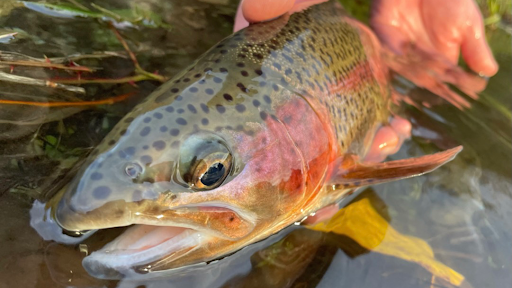 Two Dudes Fly Fishing Guide Service Eugene, Oregon