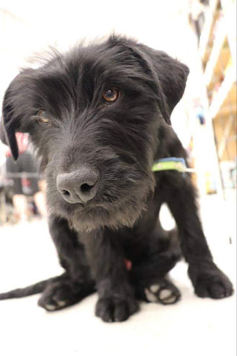 Animal Feed Store «IFA Country Stores», reviews and photos, 1071 Pioneer Rd, Draper, UT 84020, USA