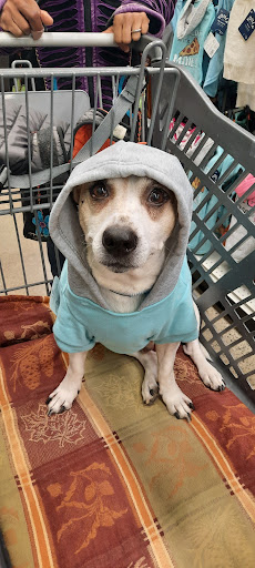 Pet Supply Store «Petco Animal Supplies», reviews and photos, 1419 Towne Square Blvd NW, Roanoke, VA 24019, USA