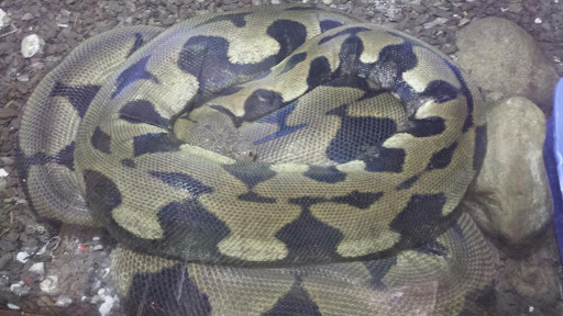 Pet Store «Pets Plus-Reptiles & Exotic», reviews and photos, 421 West Ave, Lockport, NY 14094, USA