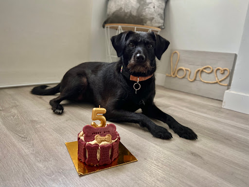 Sweet Bite Repostería Canina y Felina - Villarreal