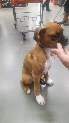 Home Improvement Store «The Home Depot», reviews and photos, 20777 Hall Rd, Macomb, MI 48044, USA