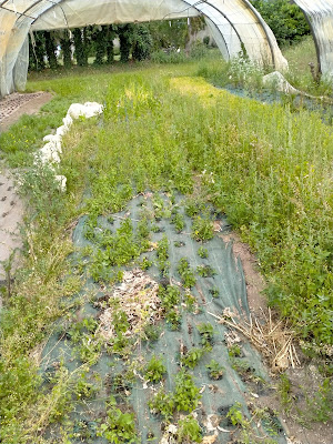 Le Carre Vert à Caudan