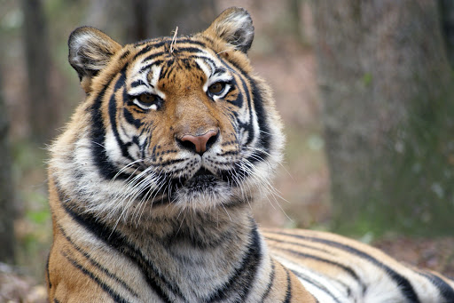 Carolina Tiger Rescue