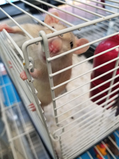 Pet Store «Animal Ark», reviews and photos, 2730 Brookdale Dr, Kingwood, TX 77339, USA