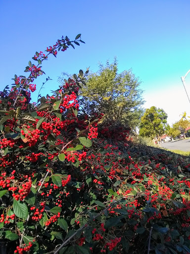 Nature Preserve «Buck Gully Reserve», reviews and photos, San Joaquin Hills Rd, Newport Beach, CA 92657, USA