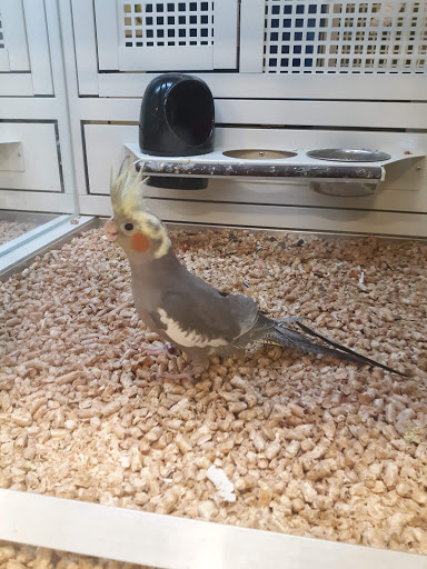 Pet Supply Store «PetSmart», reviews and photos, 1115 Vidina Pl, Oviedo, FL 32765, USA