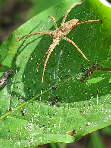 Nature Preserve «LLELA Nature Preserve», reviews and photos, 201 E Jones St, Lewisville, TX 75057, USA