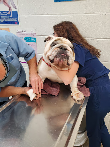 Chester Animal Hospital image