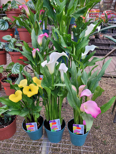 Wholesale Plant Nursery «Galloway Farm Nursery Inc.», reviews and photos, 7790 SW 87th Ave, Miami, FL 33173, USA