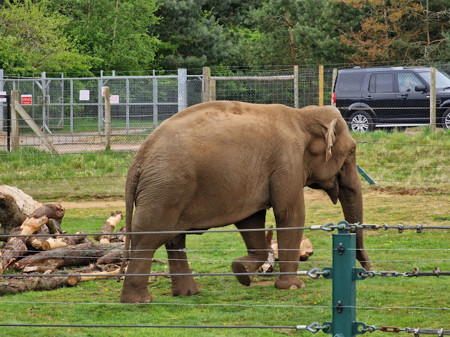 Comments and reviews of Woburn Safari Park