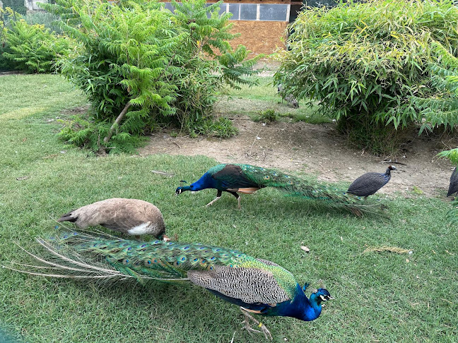 Palm House, Helikon Castle Museum - Keszthely