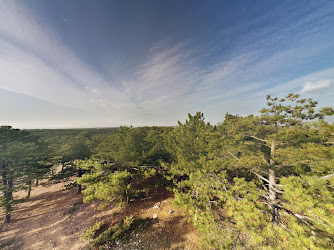 Gökçe Çamlığı Mesire Yeri