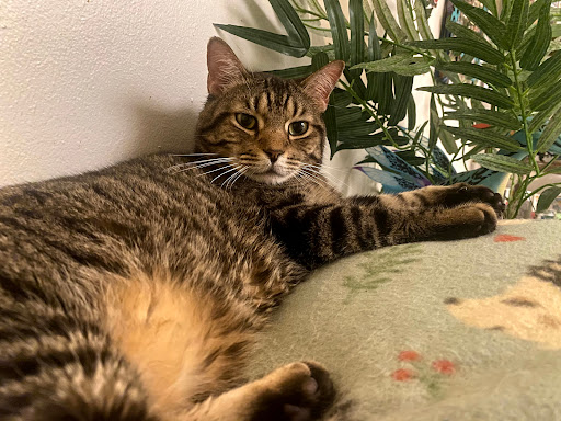 2601 SW 27th Ave, Miami, FL 33133, USA