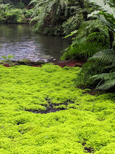 Park «Garfield Park Conservatory», reviews and photos, 300 N Central Park Ave, Chicago, IL 60624, USA