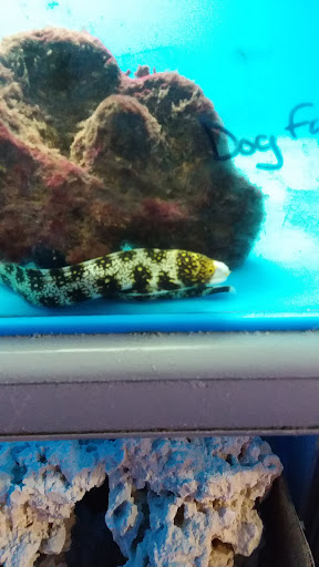 Pet Supply Store «Aquariums and Reptiles», reviews and photos, 11400 S Cleveland Ave, Fort Myers, FL 33907, USA
