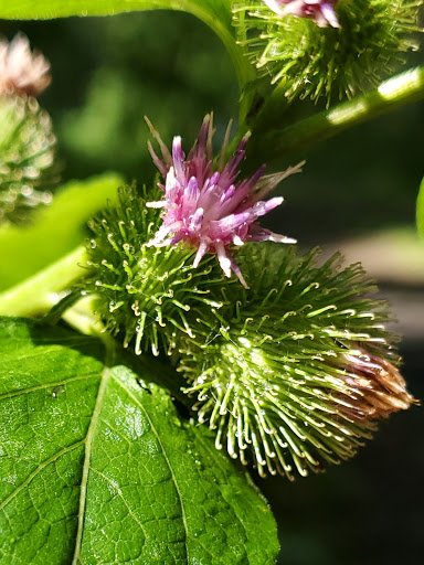 Nature Preserve «Eidolon Nature Preserve», reviews and photos, 2146 Orleans Rd, Great Cacapon, WV 25422, USA