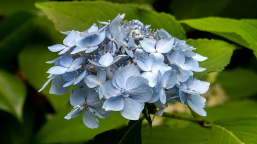 Botanical Garden «Rhododendron Species Botanical Garden», reviews and photos, 2525 S 336th St, Federal Way, WA 98003, USA