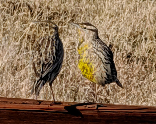 Golf Club «Red Hawk Golf Club», reviews and photos, 7502 Red Hawk Golf Road, Las Cruces, NM 88012, USA