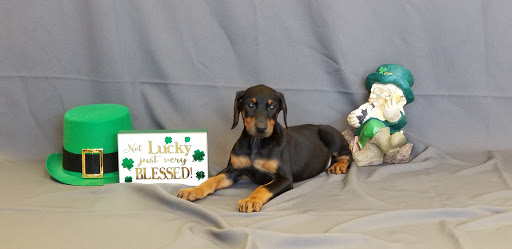 Pet Store «Puppy City», reviews and photos, 3343 Valley Pike, Winchester, VA 22602, USA