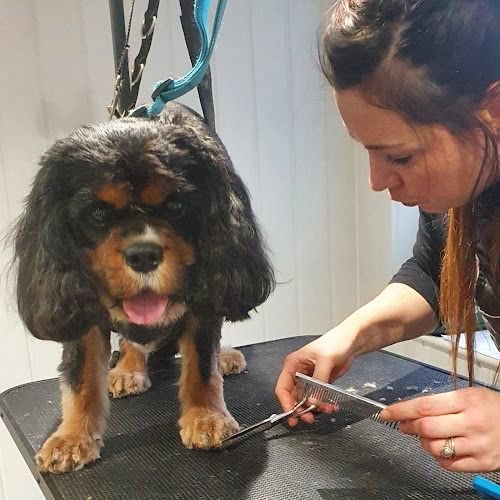 Reviews of Dog-a-holic Grooming Academy Ltd in Nottingham - Dog trainer