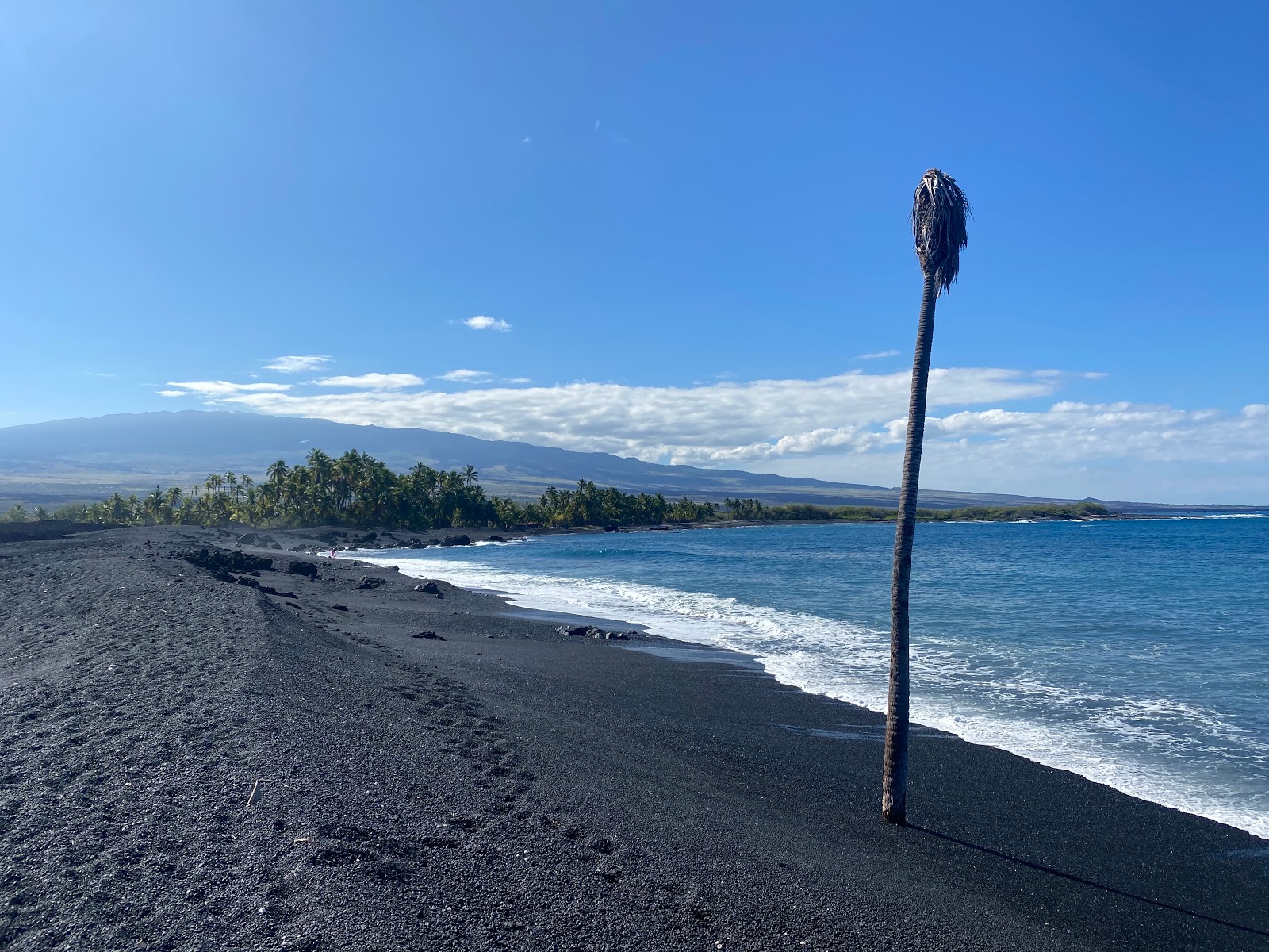 Foto von Lone Palm beach mit türkisfarbenes wasser Oberfläche