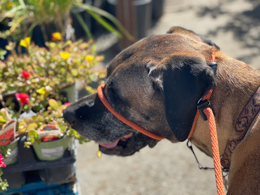 Hardware Store «Antioch Ace Hardware», reviews and photos, 501 Sunset Dr, Antioch, CA 94509, USA